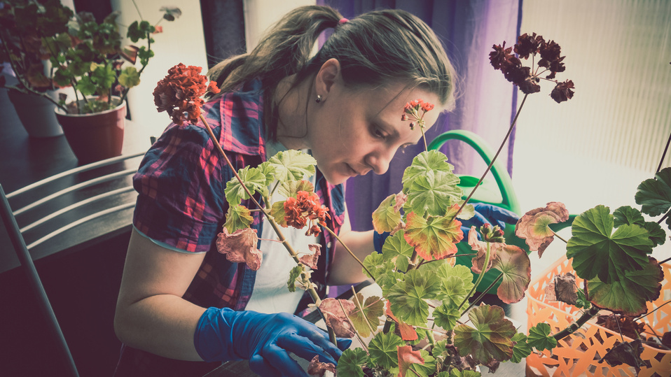 Листья начали желтеть через три недели после пересадки