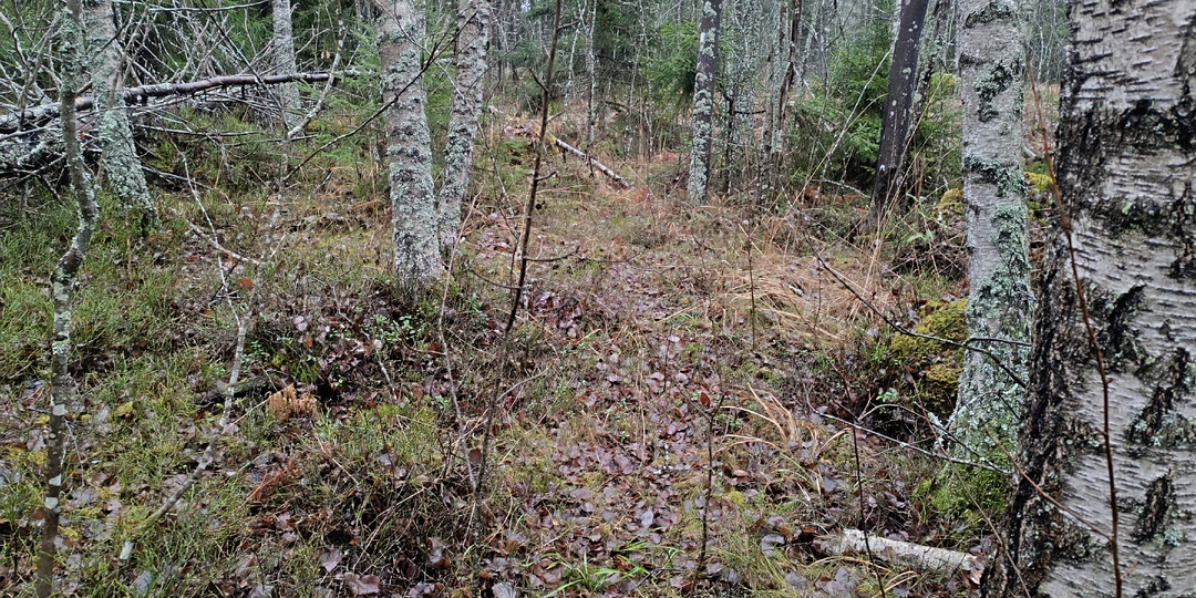 Почему в лесу возникает панический Страх и Чувство, что кто-то сверлит спину взглядом?