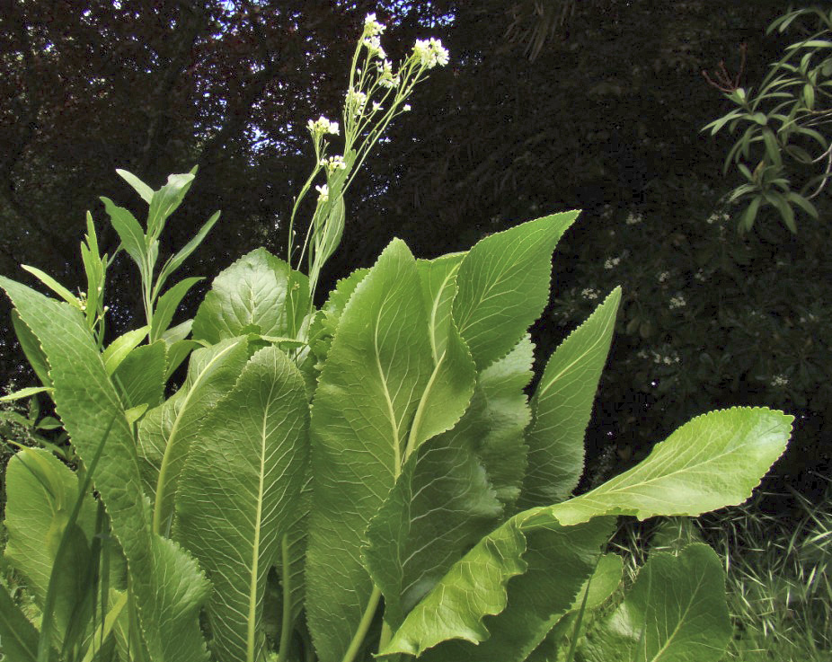 Хрен обыкновенный, или деревенский (Armoracia rusticana). Полагают, что его родовое название произошло от кельтского armor, что означает «растущий у моря» или «способный выдерживать морской воздух»