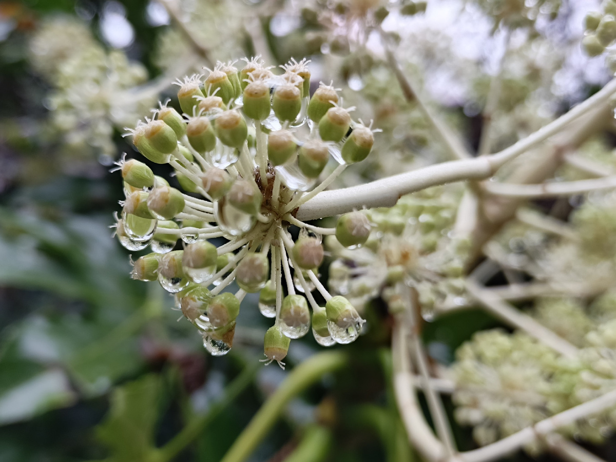 Адлер, Фатсия японская, вечнозелёное растение семейства Аралиевых, ноябрь 2025 года