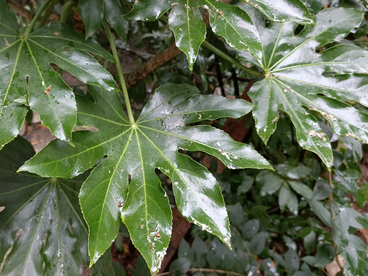 Адлер, Фатсия японская, вечнозелёное растение семейства Аралиевых, ноябрь 2025 года