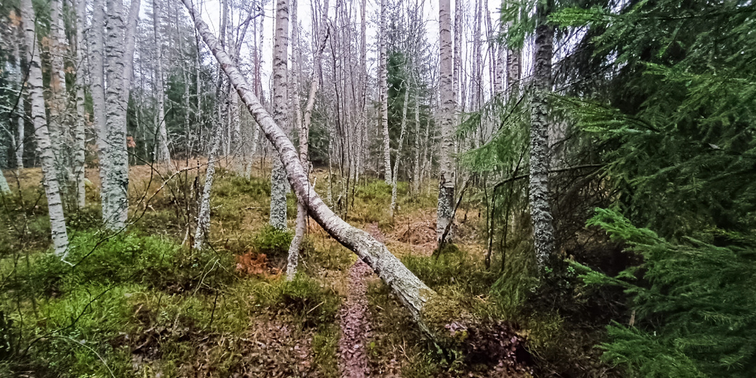 Никогда не ставьте палатку там, где растут «пьяные» деревья. О чем кричит нам Лес?