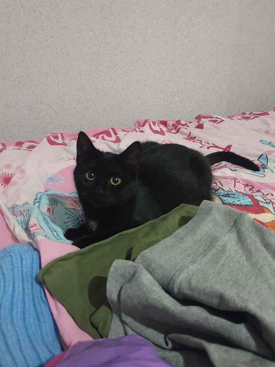 Чёрный котёнок Бантик был спасён с улицы. 