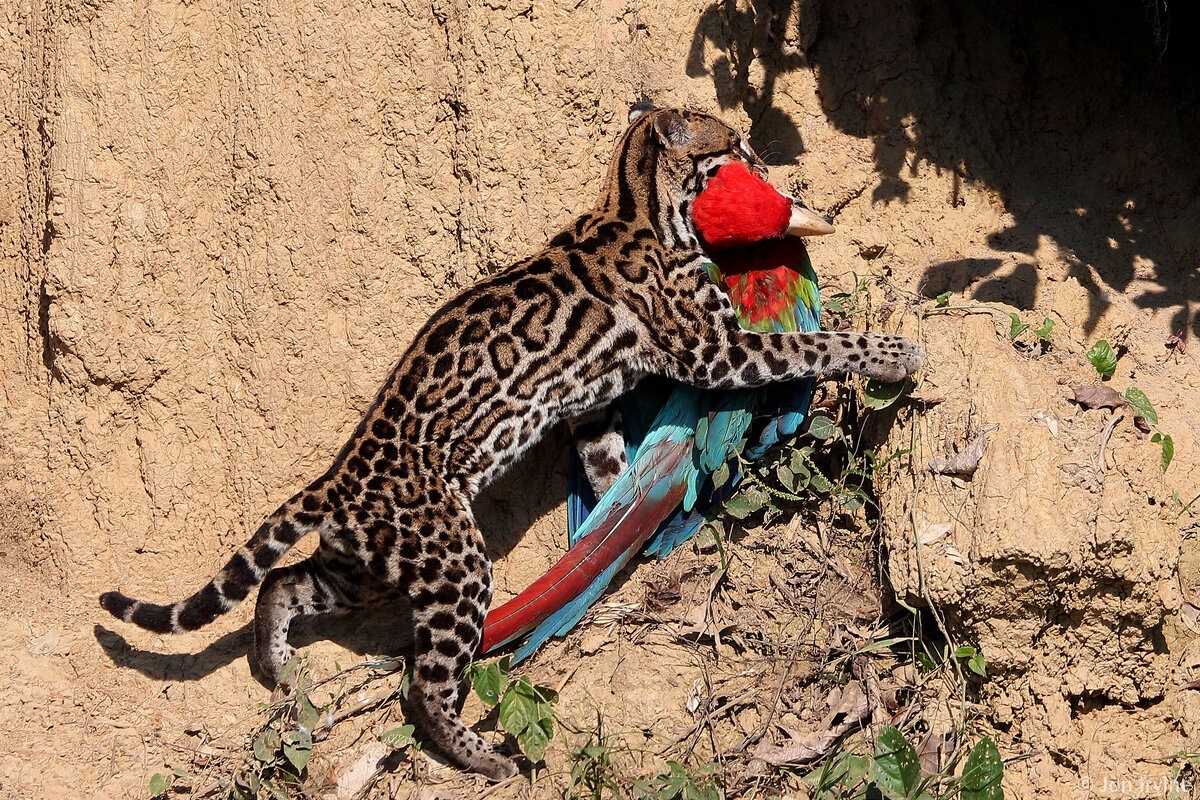 Фото с сайта: https://dzen.ru/a/Zj1VQLZhHXFsW-zi