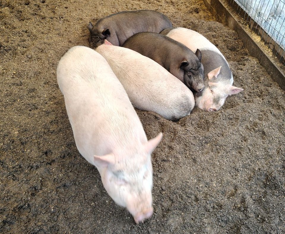 Самоиронии фото