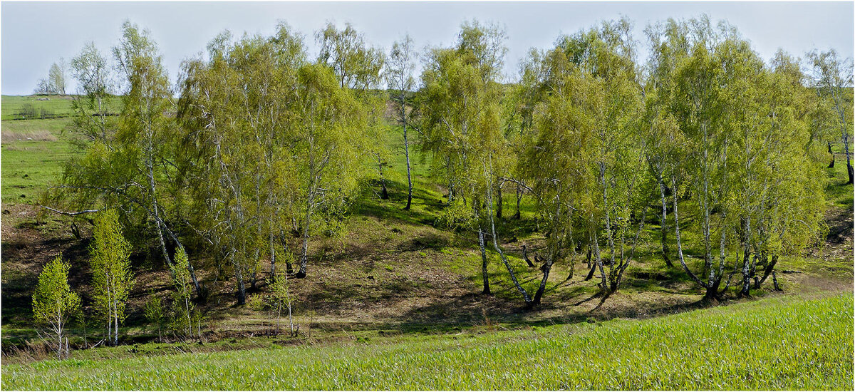 Даже 3 березы могут быть землями лесного фонда