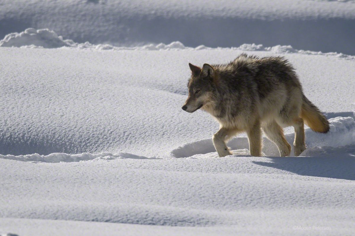 Фото с сайта: https://moosepeterson.myportfolio.com/copy-of-gray-wolves-winter-18