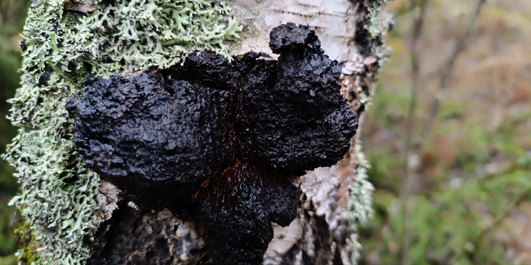 Почему Чага снаружи черная, как уголь, а внутри золото? Легенда, от которой сжимается сердце