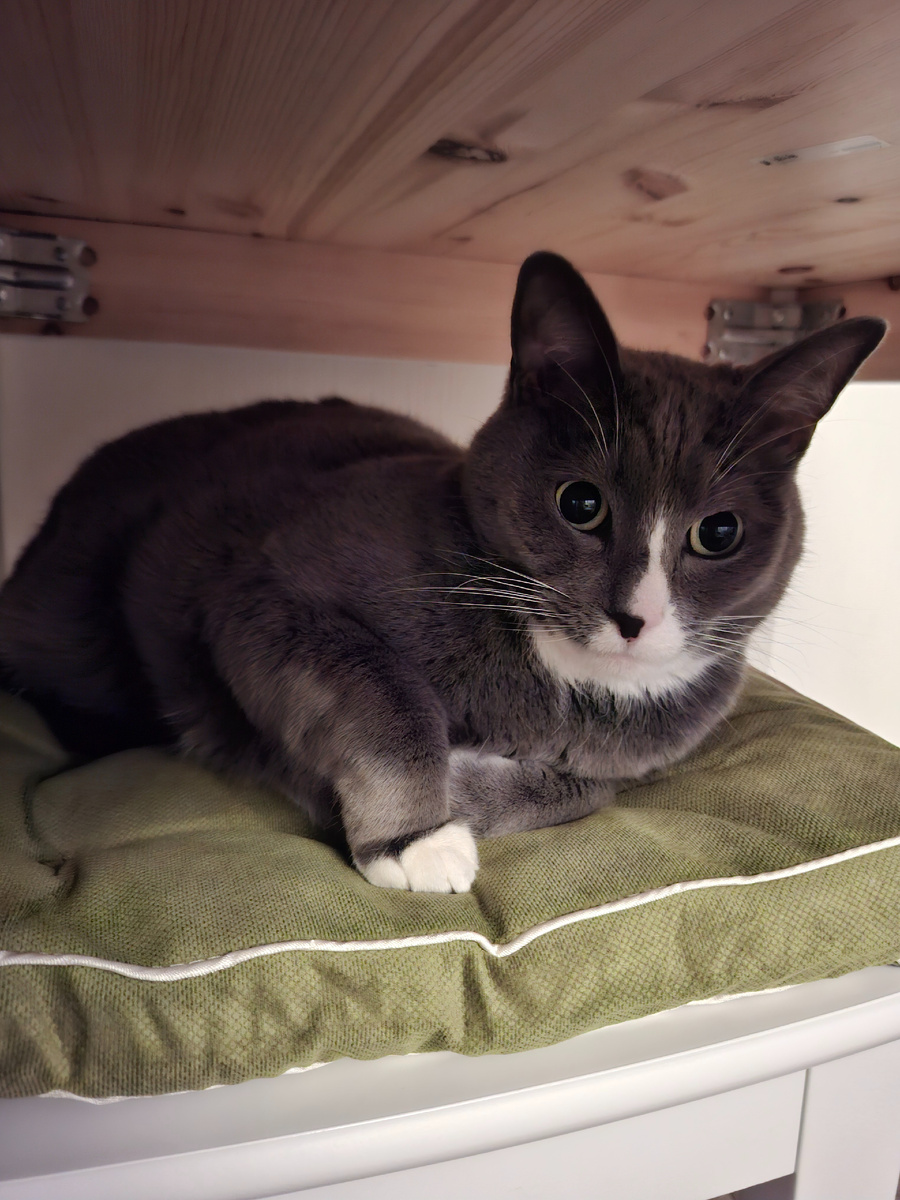 Мой мучитель N 2