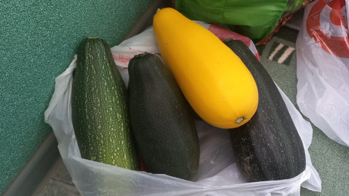 Проверенные сорта кабачков