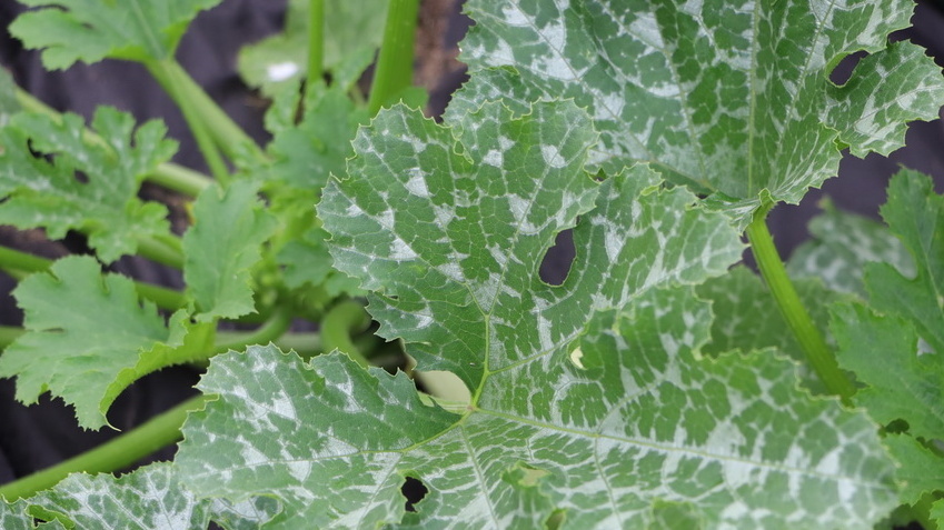 Мучнистая роса убивает урожай белоплодных сортов уже в июле