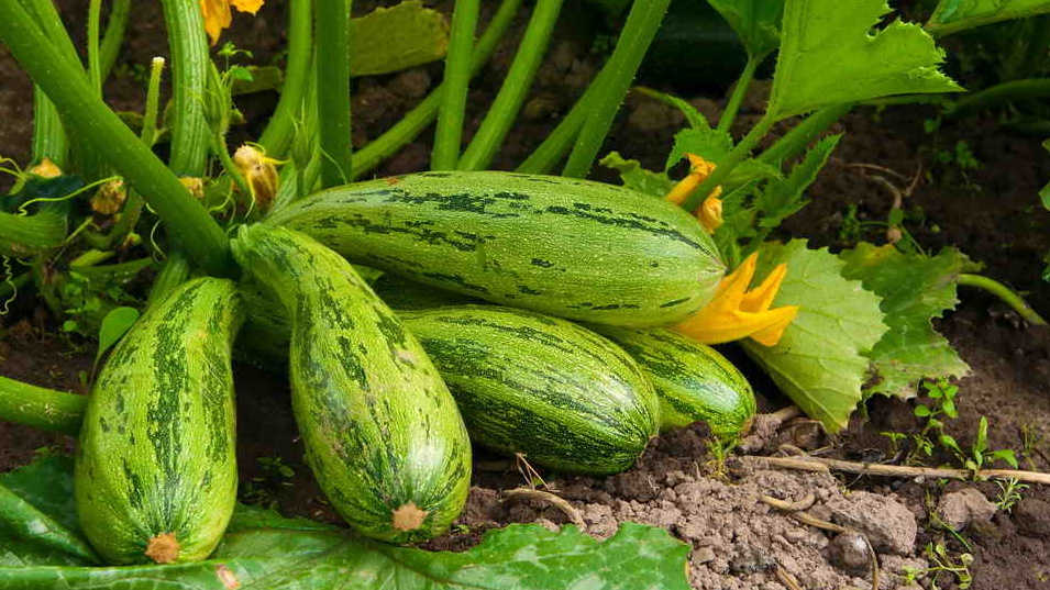 Проверил 7 сортов скороспелых кабачков. Только 2 дают стабильный урожай