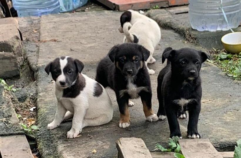 Кому эта статья принесет больше пользы? Человеку или собаке?