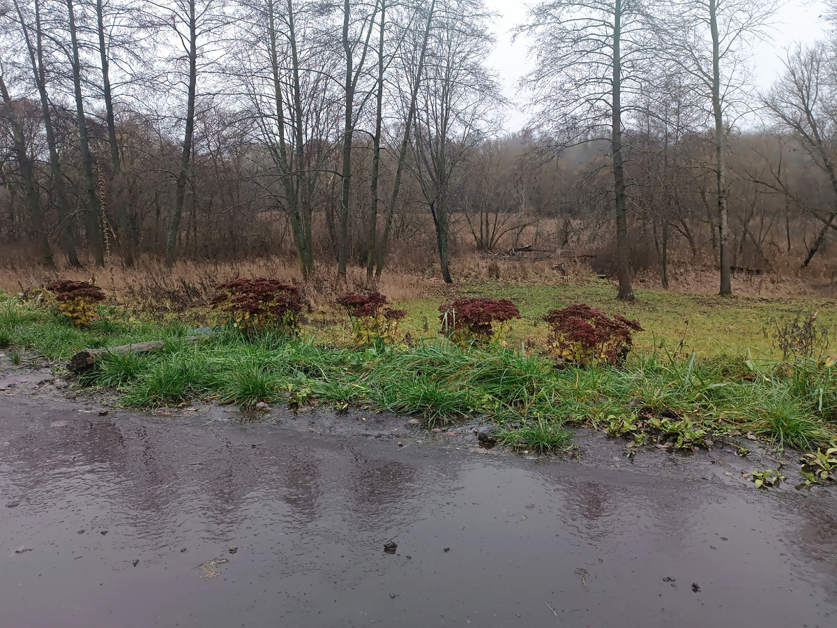 Перед моим домом