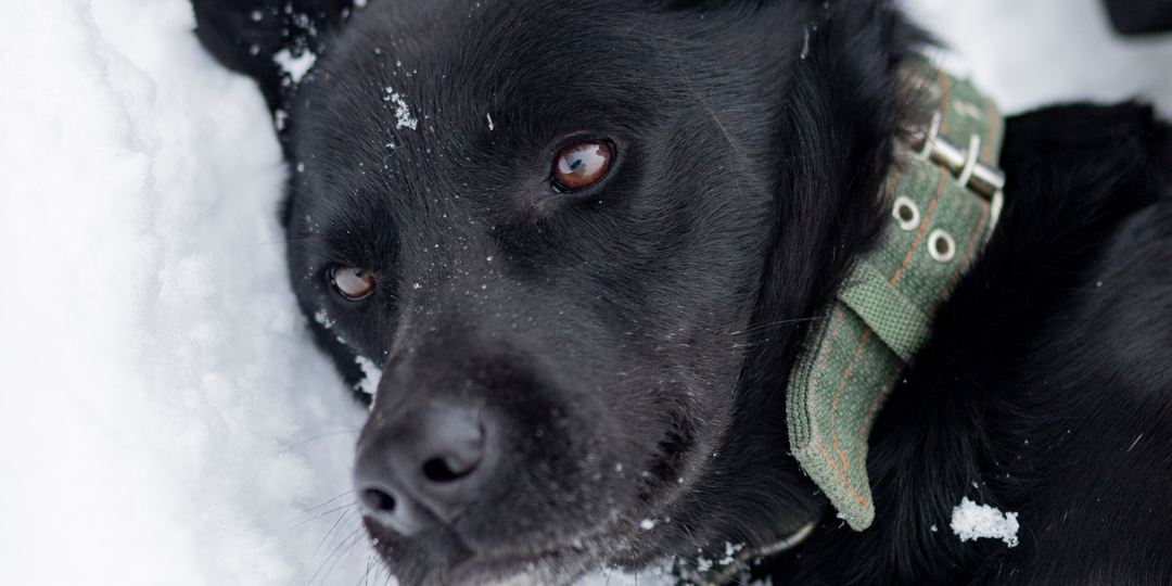 Хочется написать счастливую историю этого пса до того момента, когда у заголовка о нём появится грустная приписка