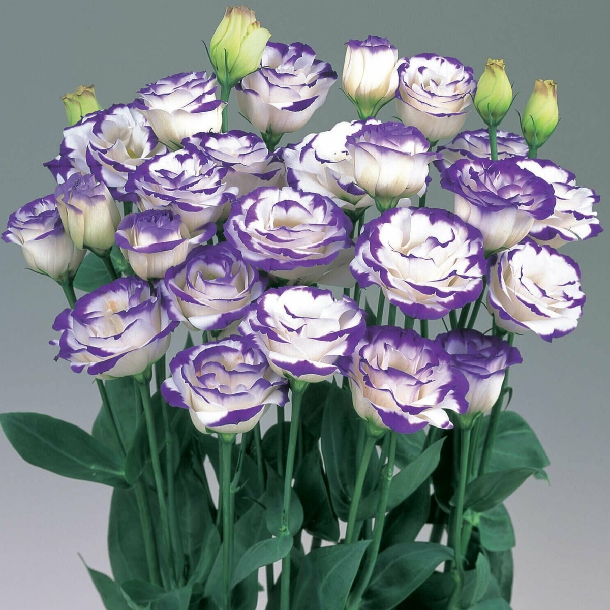 Эустома F1 Парпл пикоти