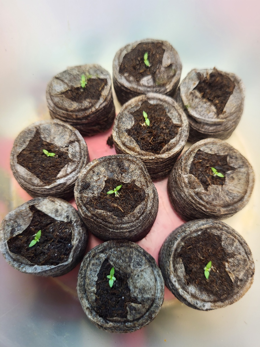 Всходы эустомы Серия Эхо F1 розовая. 15й день от посева.