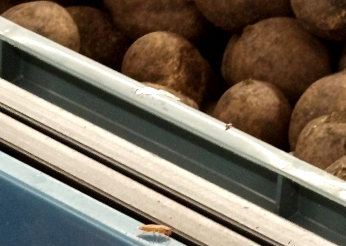 Усытый пассажир