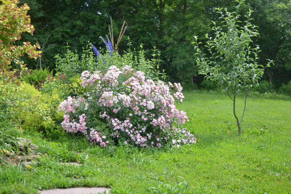 Июнь. Герань справа в подножье розы