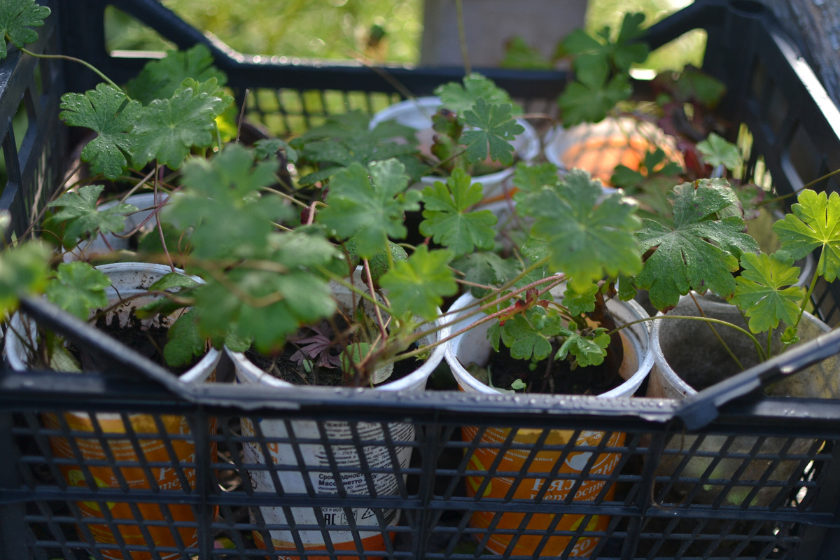 Наразмножала Маруся герань