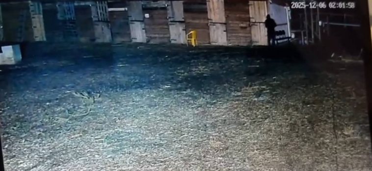 Залил кислоту в рот: в конном клубе в Волжском вновь жестоко травят лошадей