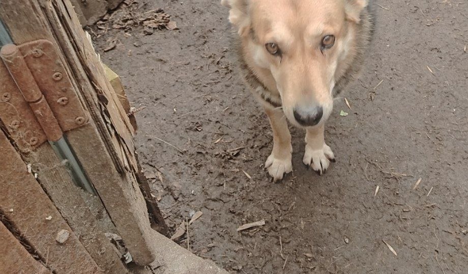 3 тысячи на 700 животных..