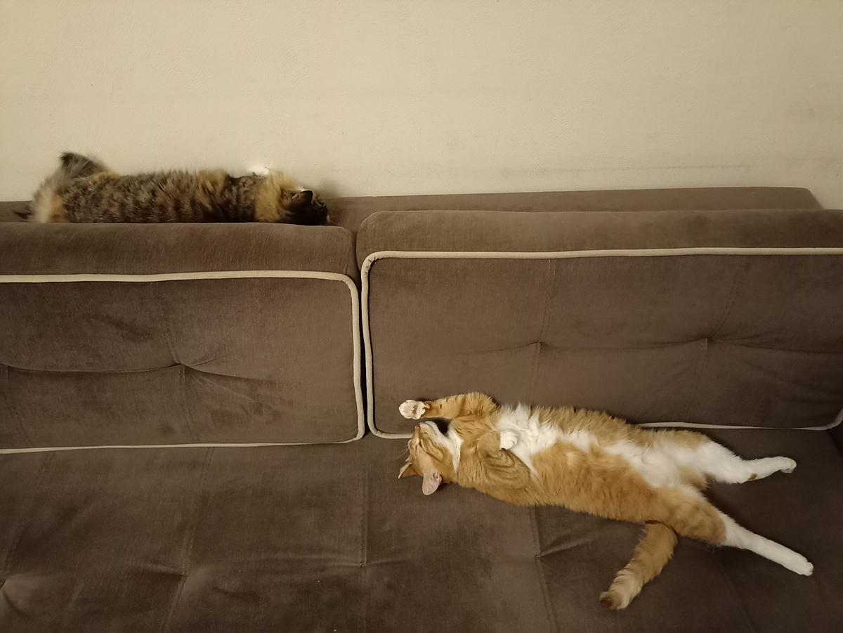 "Коты на привале".Картина маслом