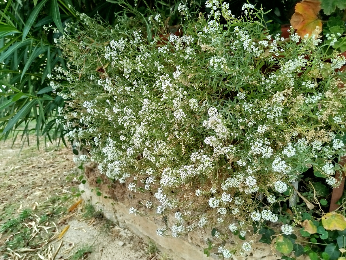 Фото автора. Алиссум в октябре 2025г.