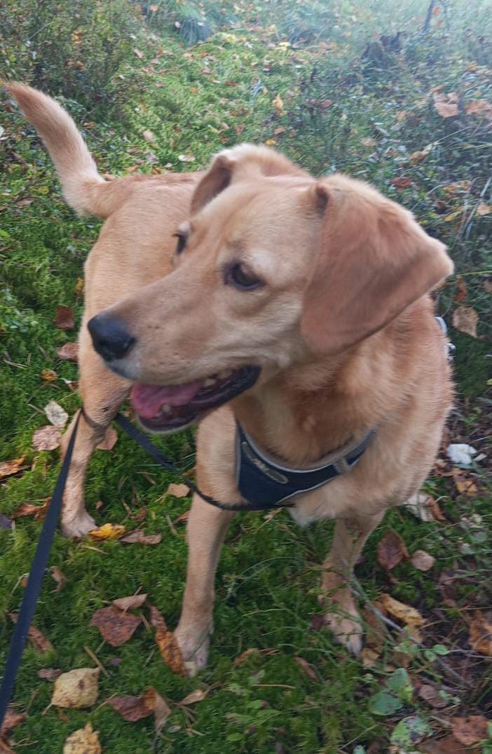 Фото виновницы рассказа. 