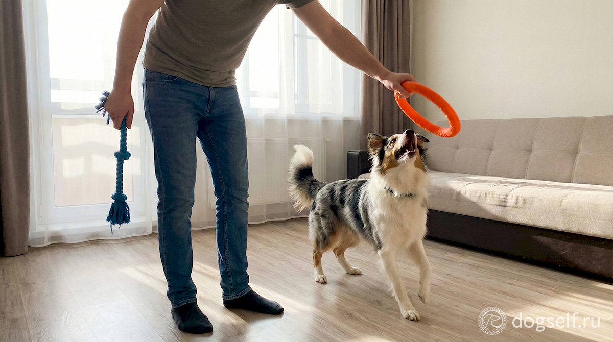 Метод двух игрушек в действии: владелец держит скучную игрушку неподвижной, а вторую «оживляет» активными движениями. Собака переключает внимание на движущуюся цель, что активирует систему ПОИСКА и повышает выработку дофамина – гормона предвкушения. Именно в этот момент звучит маркер «Дай!» | Иллюстрация: DogSelf