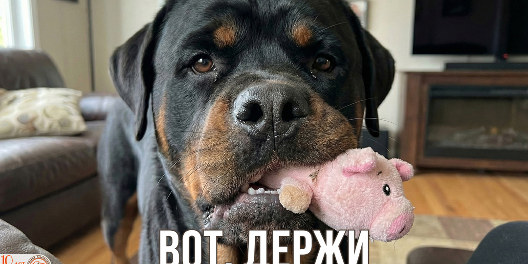 «На, это тебе!»: Как научить собаку отдавать игрушки добровольно (3 шага к команде «Дай» без борьбы)