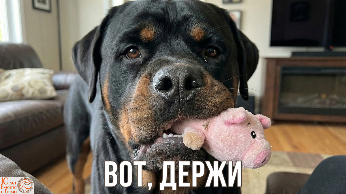 Серьёзный ротвейлер держит в пасти розовую свинку – и добровольно отдаёт её владельцу. Контраст между могучей собакой и забавной игрушкой иллюстрирует главную идею: команда «Дай» работает не потому, что собака боится, а потому что она доверяет вам и знает: отдать предмет — это выгодная для неё сделка. | Иллюстрация: DogSelf