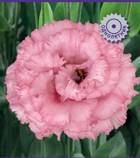 Эустома серия Корелли розовая