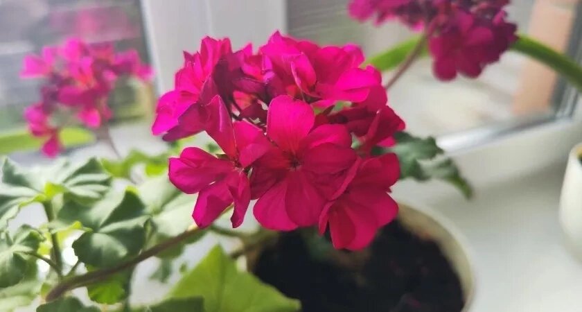    Фото usolie.info