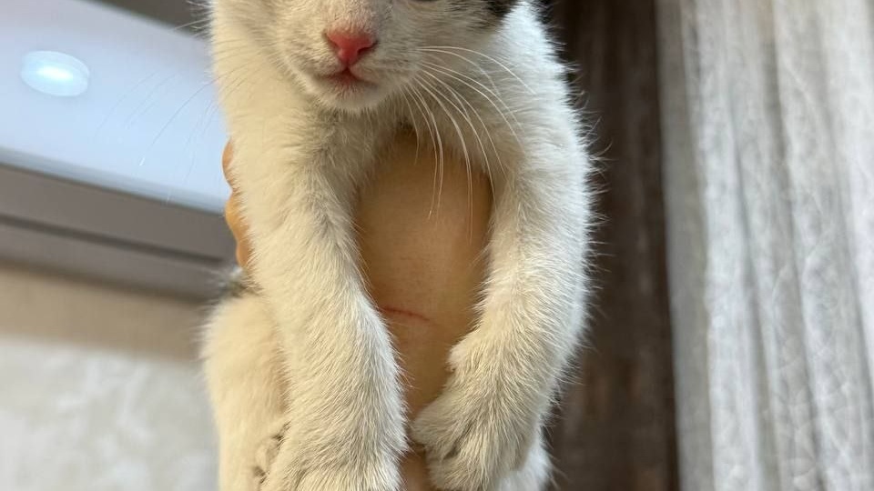 Всего четыре дня в «добрых руках»