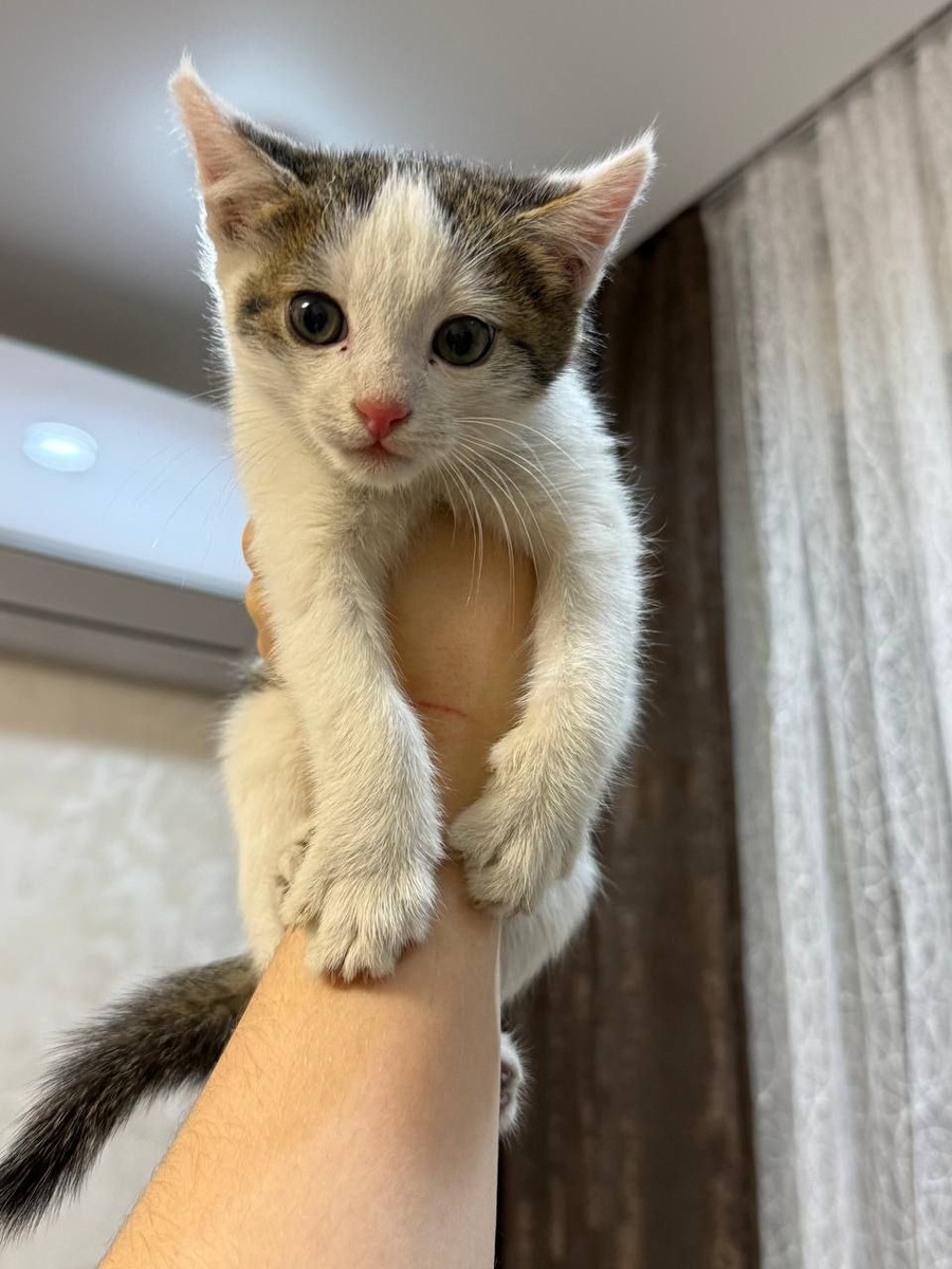 Чистенький, беленький, розовоносый. Фото из архива автора