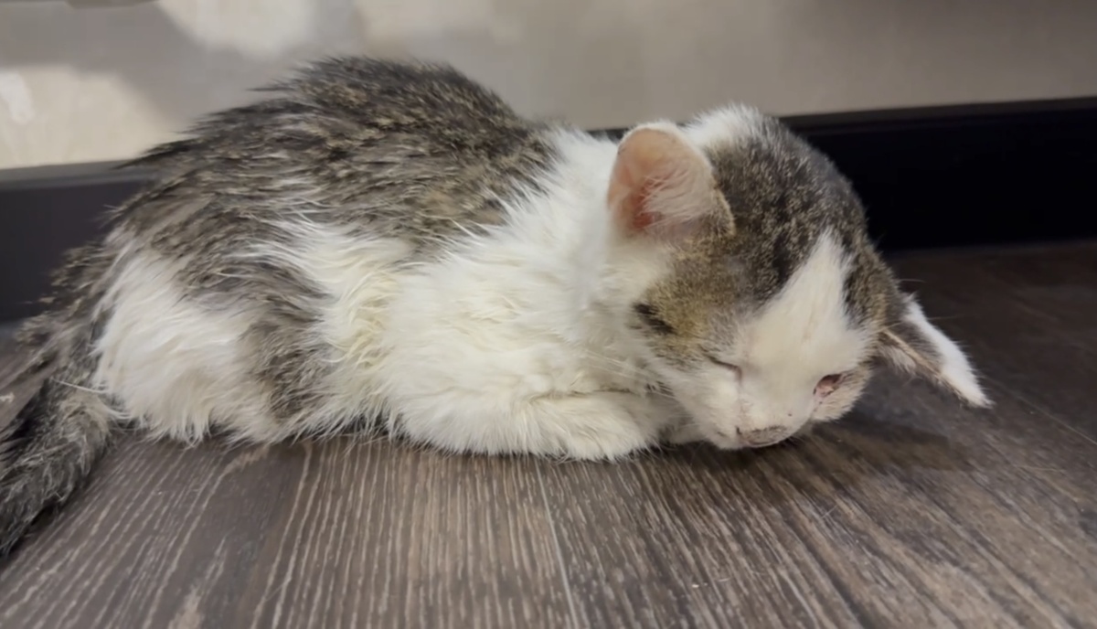 Ушко, глазик, носик и щечка( Фото из архива автора