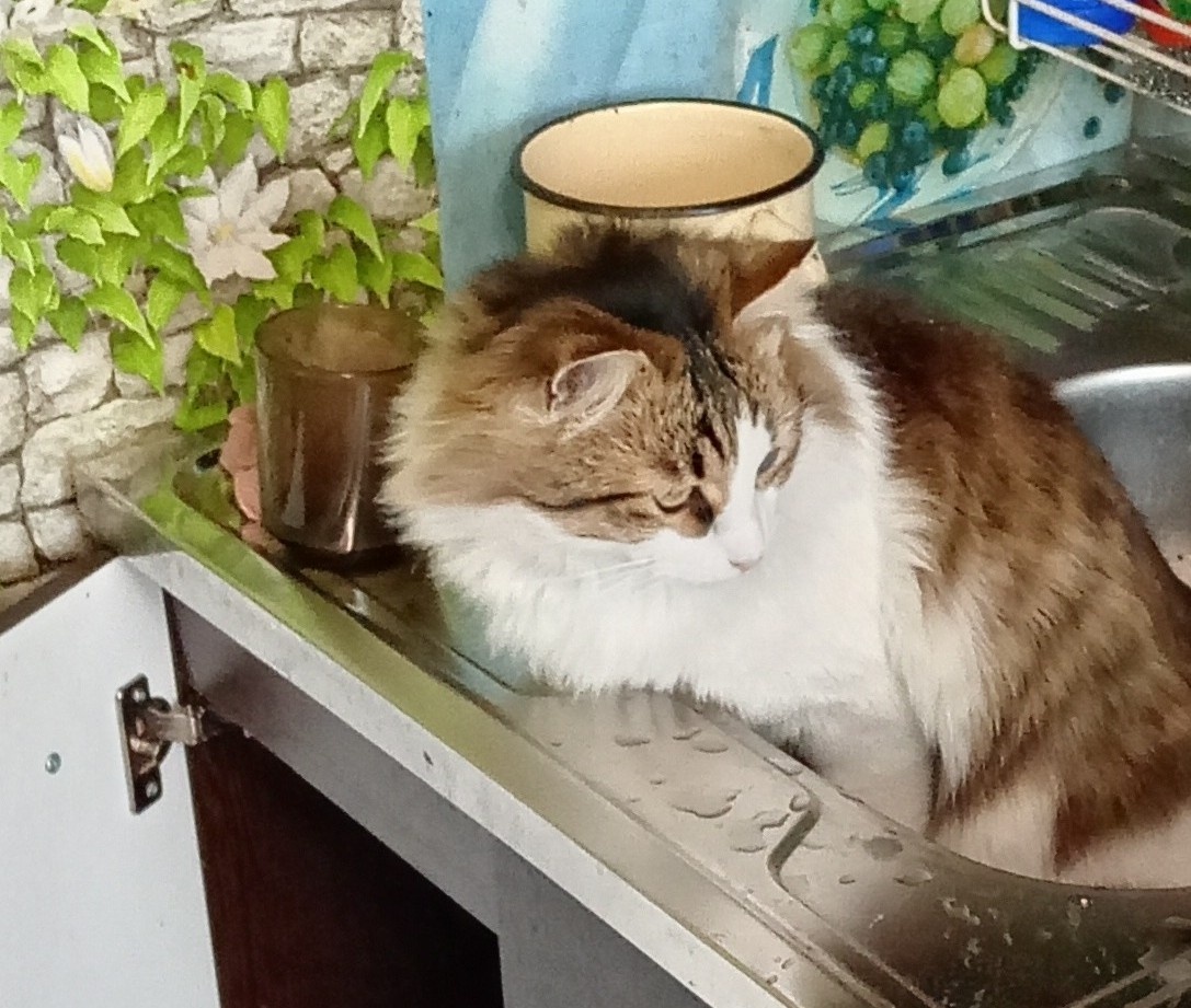 Тут бы вставить фотографию голограммы, но подвела доставка... в общем, собирать голограммы будем на Новый год. А пока - чрезвычайно неравнодушный к водопроводу и сантехнике кот