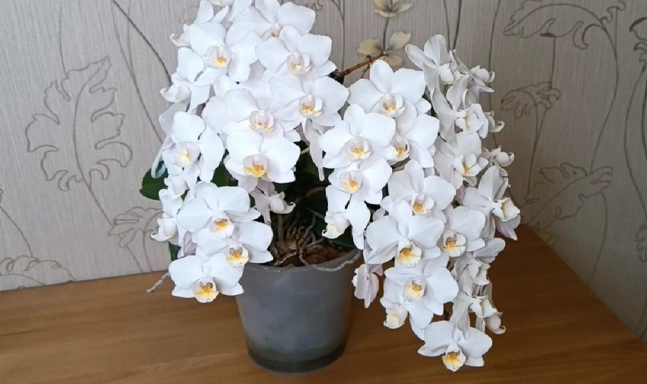 Как получить пышное цветения орхидей.