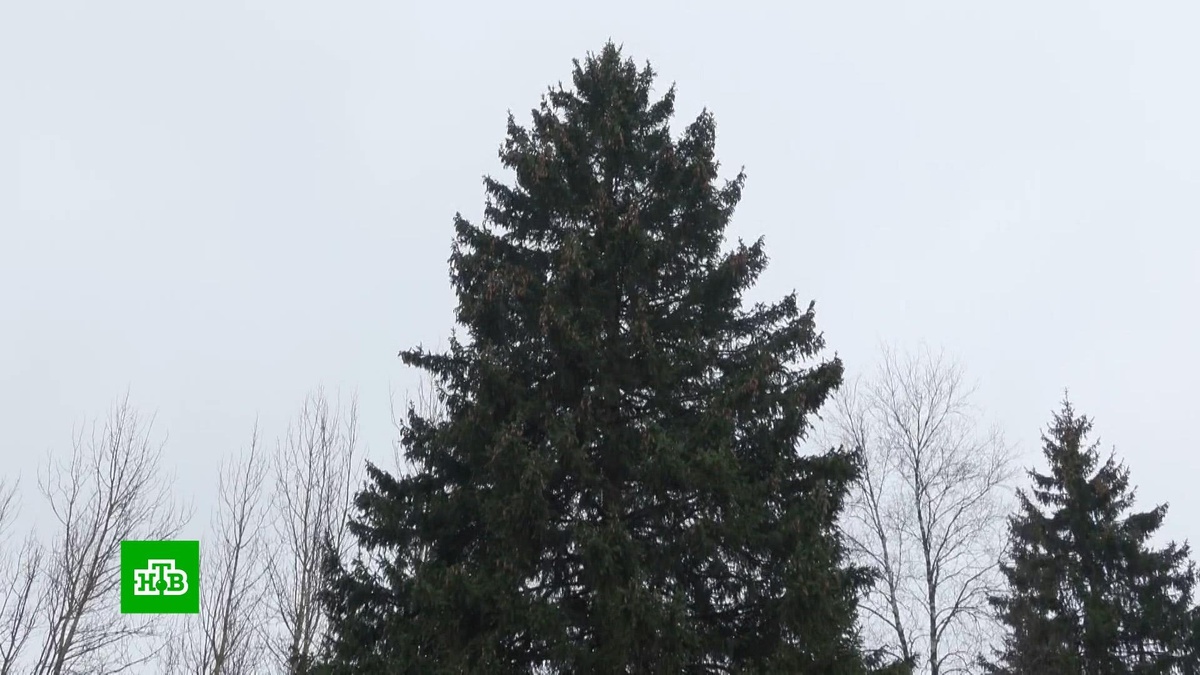    Главную новогоднюю елку страны спилили в Подмосковье