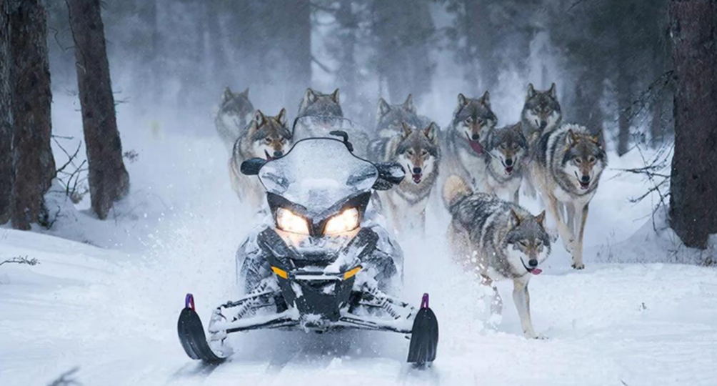 Лес, метель и волки – человек на снегоходе против природы