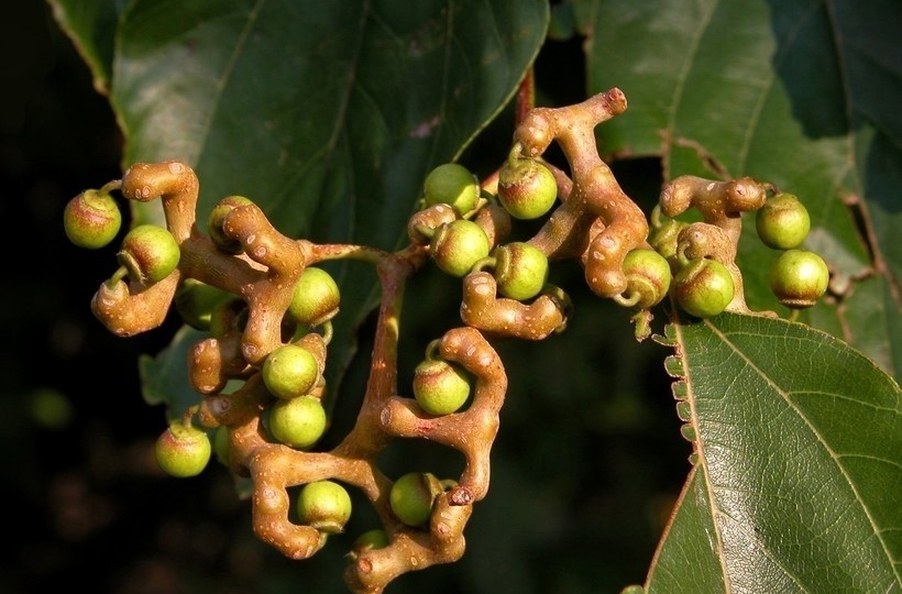 Конфетное дерево, которое лучше бы не сажали