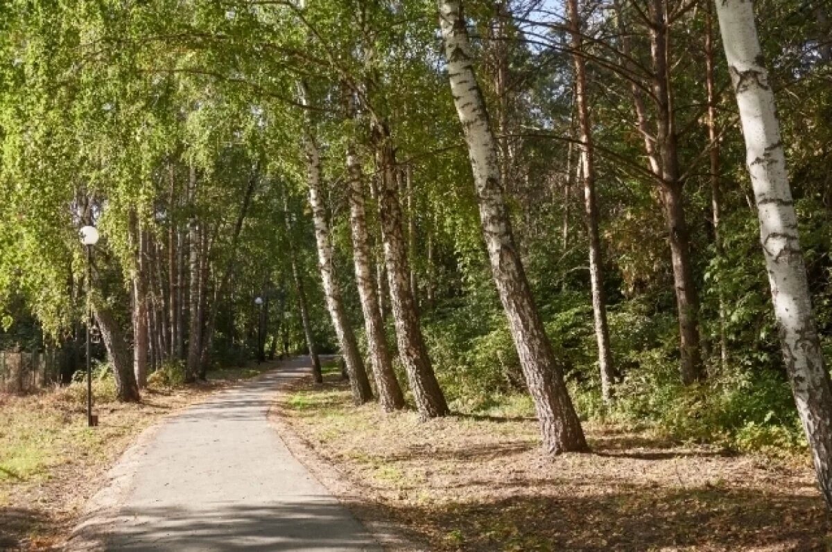    В Томской области высадили более 45 тысяч гектаров леса в 2025 году