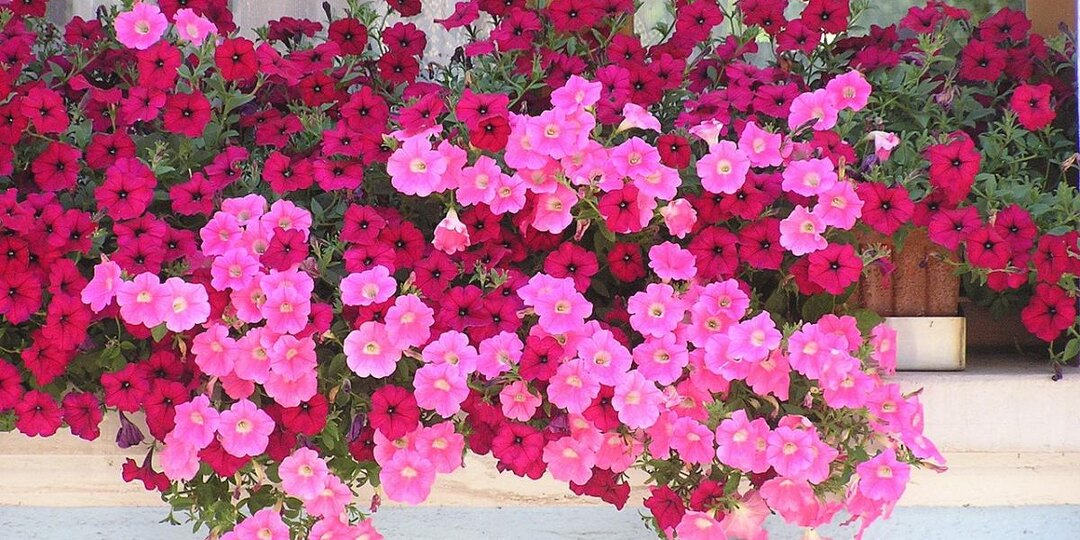 Январский посев петунии обеспечивает цветение уже к началу лета