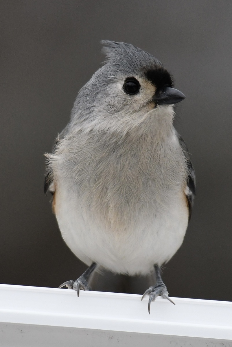 Острохохлая синица