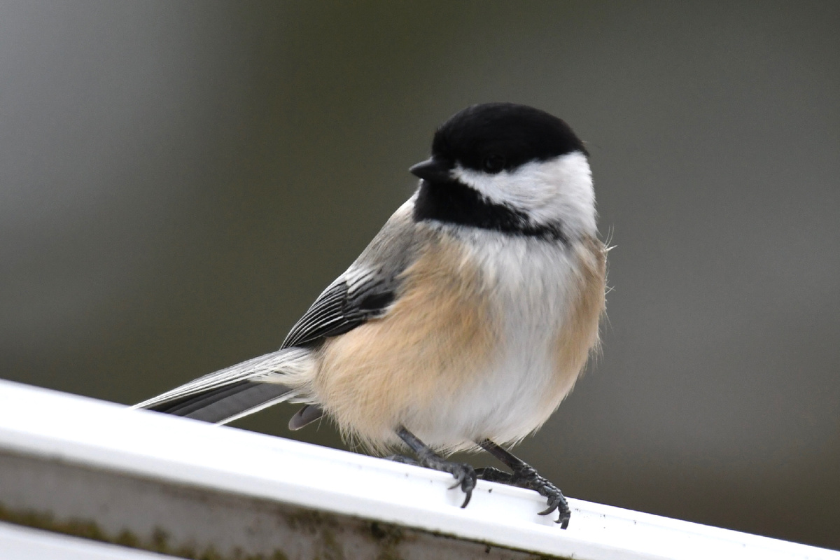 Черношапочная гаичка