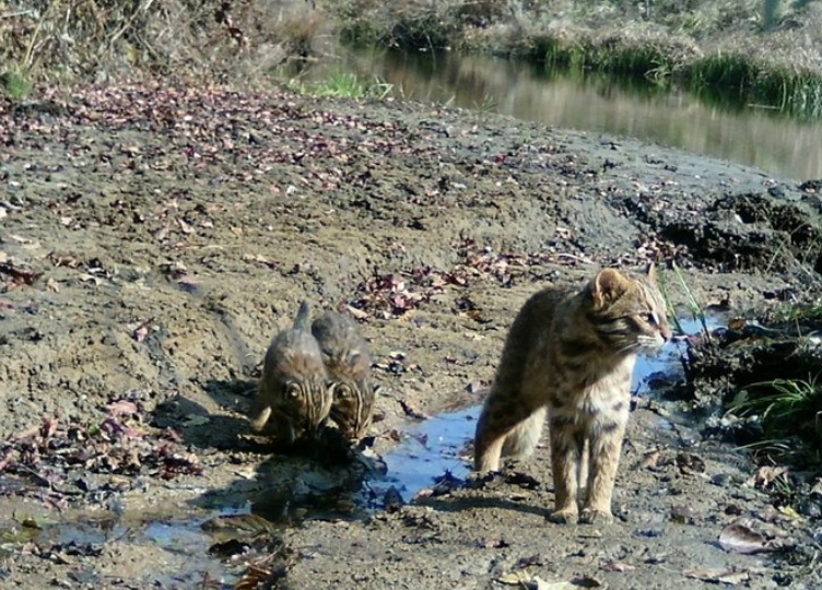 Скрытная жизнь приморской тайги и  уникальные кадры «осенних» котят амурского лесного кота