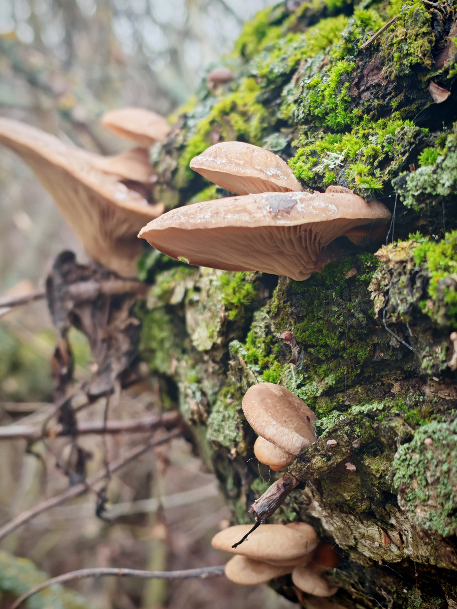 Фото Юлии Перовой. Вешенки