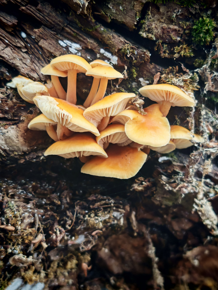 Фото Юлии Перовой. Фламмулина