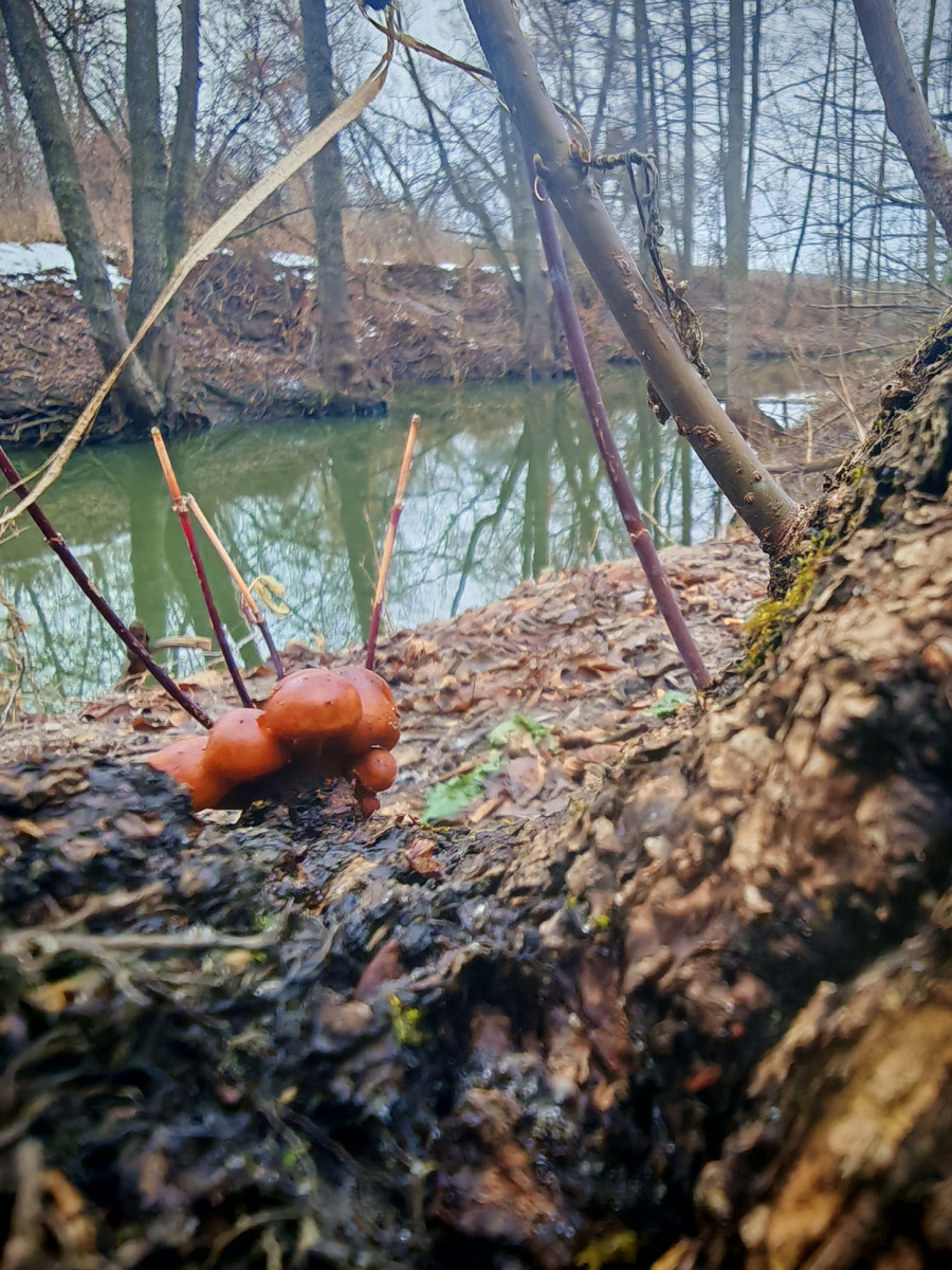 Фото Юлии Перовой. Фламмулина